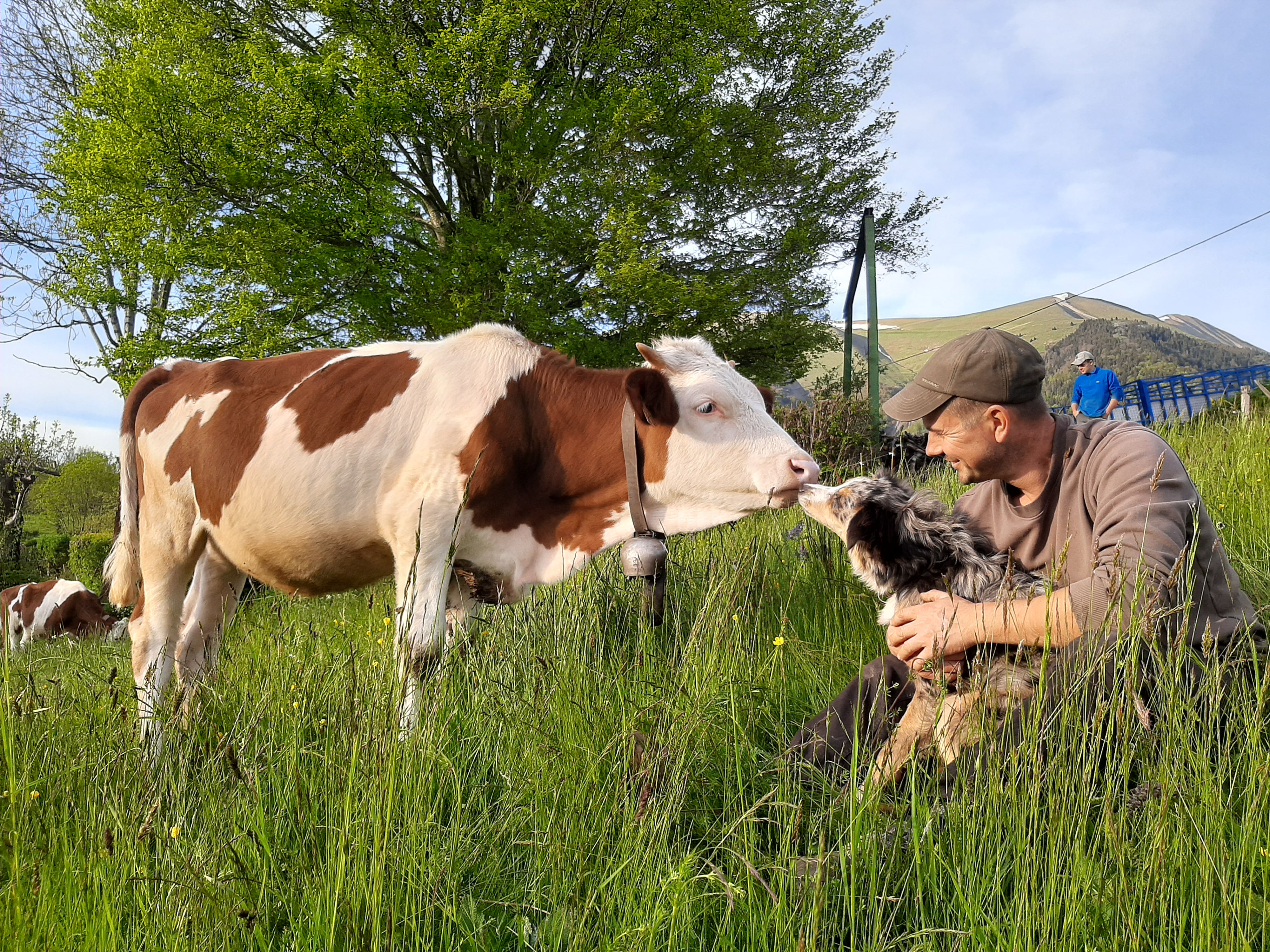 Troupeau GAEC Normand